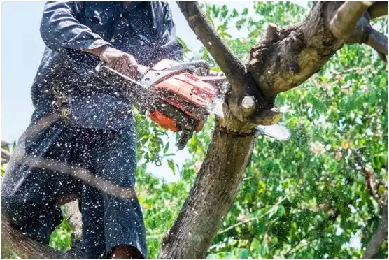 tree services Lynden